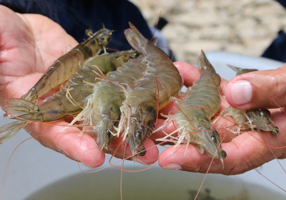 Cách bảo quản tôm trong tủ lạnh không bị đen